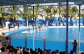 dolphin discovery vallarta m