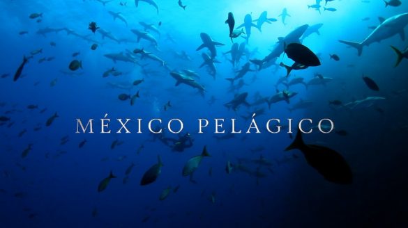 mexico pelagico