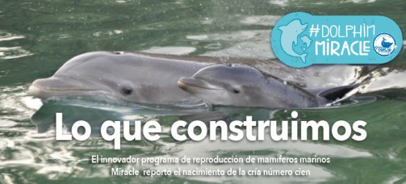 dolphin-miracle-destacados