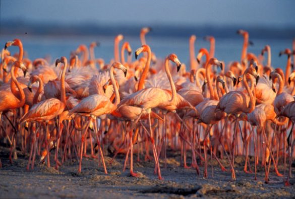 Anidamiento-de-flamencos-rosados
