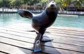 dolphin-discovery-obtiene-galardon-m