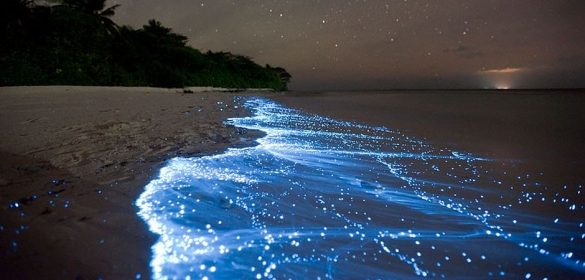 bioluminisencia holbox