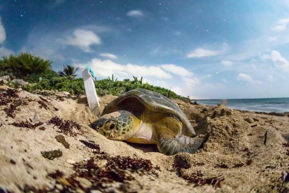 La-tortuga-Blanca-ha-recuperado-su-poblacion