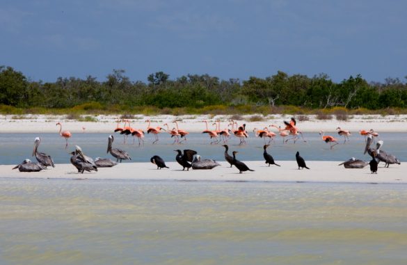 fauna holbox