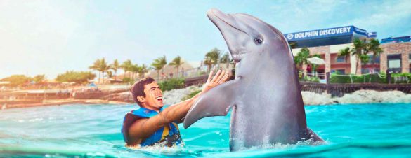 dolphin-3