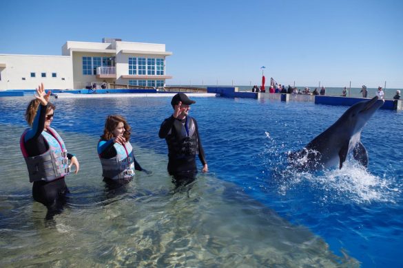 marineland dolphin 2