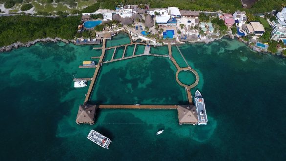 dolphin isla mujeres