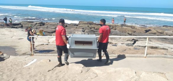 Dolphin rescata lobo marino (3)