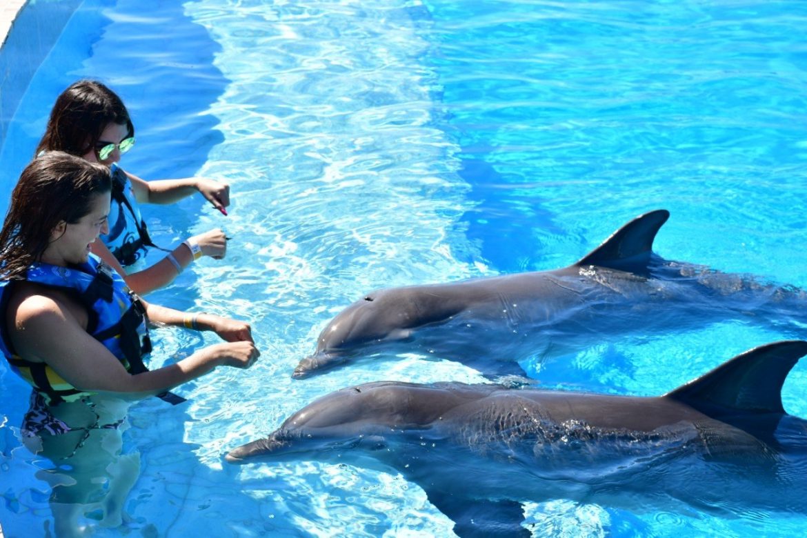 dolphin b