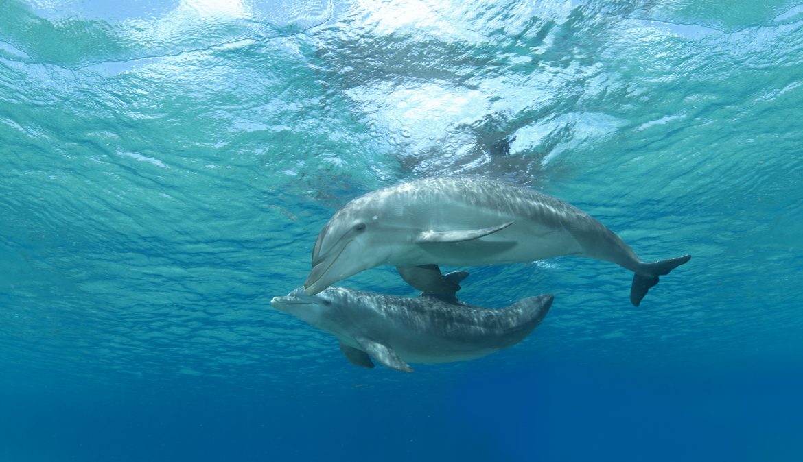 Semana del Delfín 4