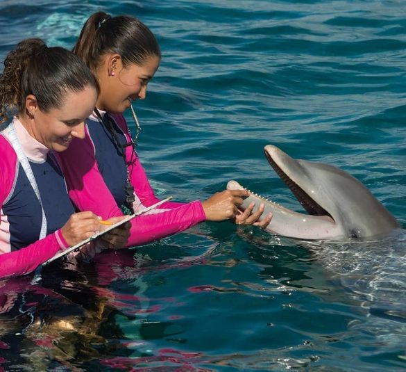 dolphin Women in global travel 1 (2)