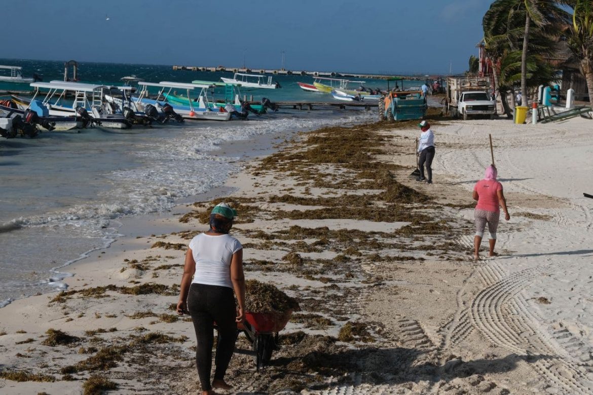 sargazo puerto morelos (2)