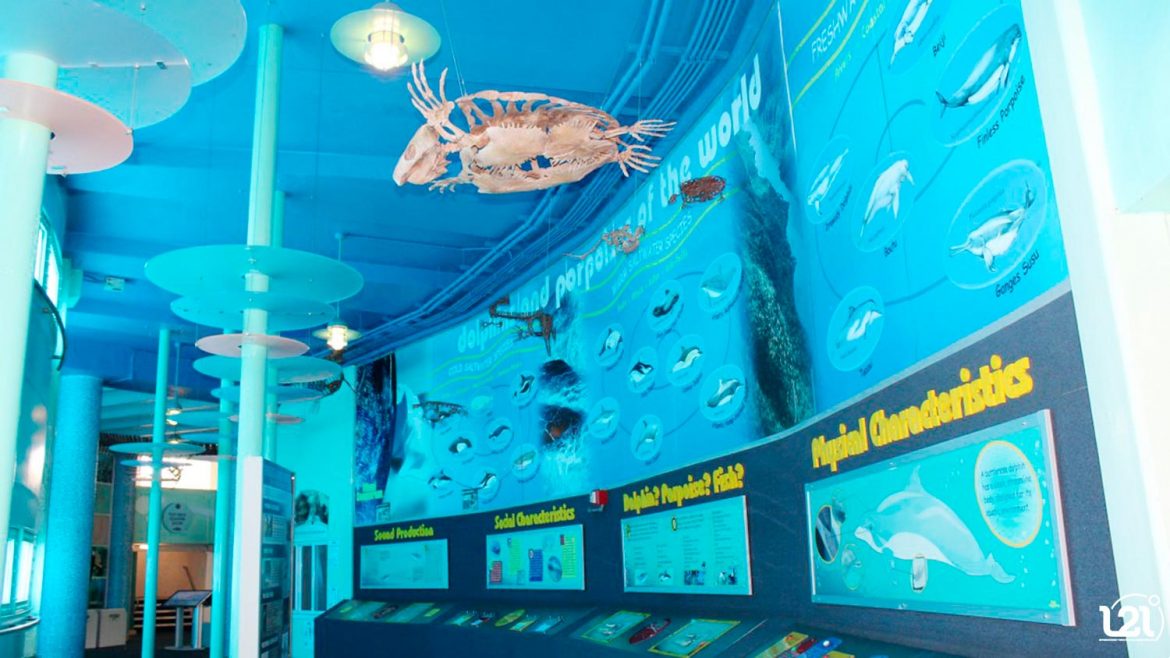 dolphin italia y seaquarium (1)