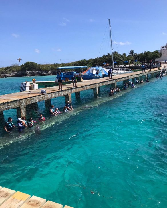 dolphin isla mujeres