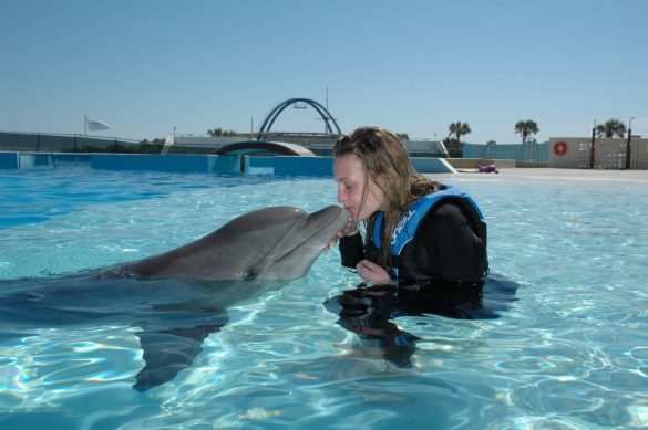 the dolphin (5)