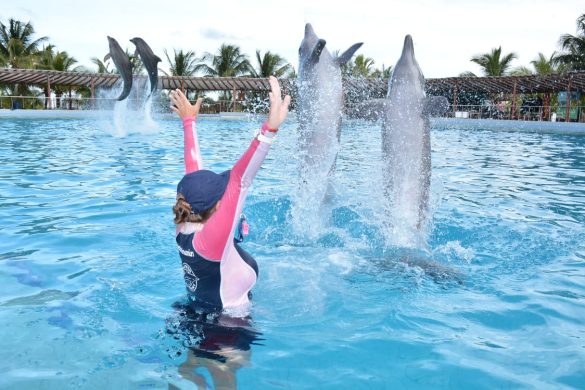 dia del delfin dolphin (2)
