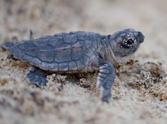 liberan tortugas (1)