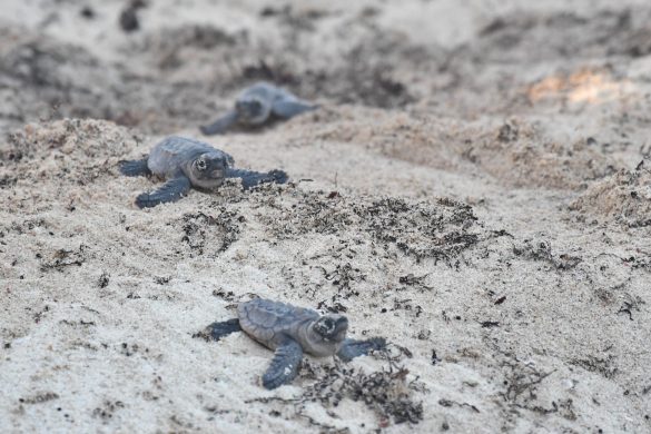 liberan tortugas (3)