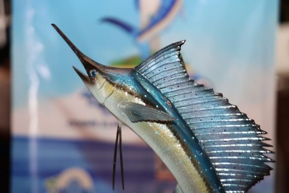 pesca cosme isla mujeres (3)