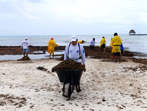 sargazo isla mujeres (2)