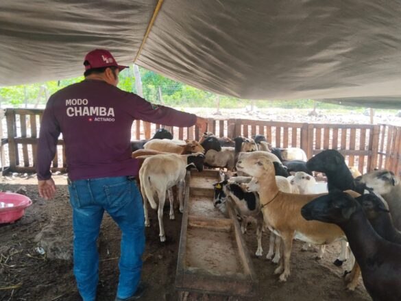 ranchos